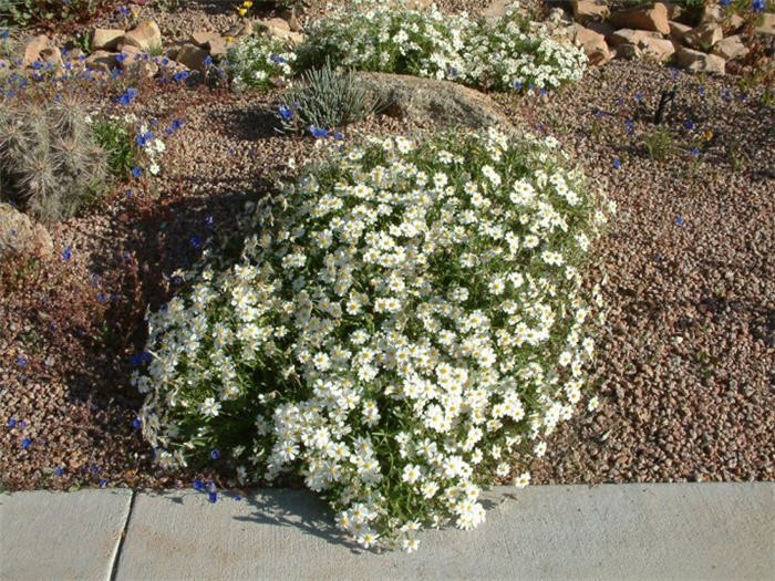 Plant photo of: Melampodium leucanthum