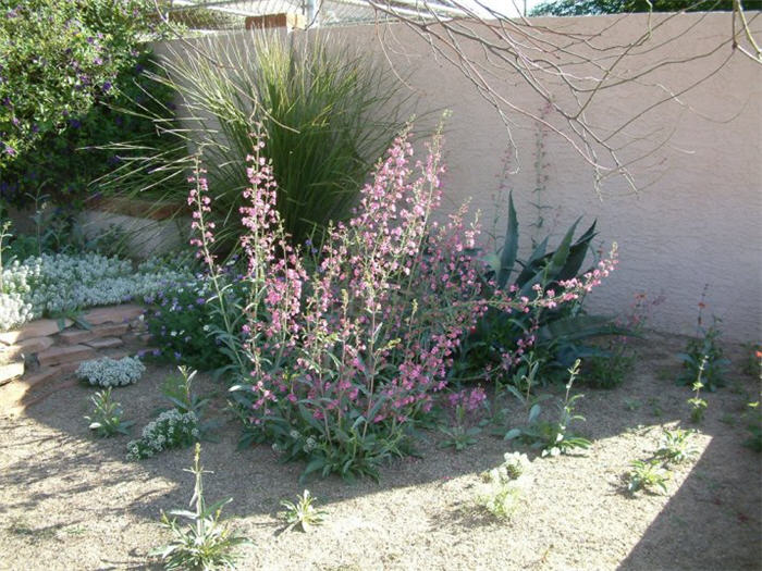 Plant photo of: Penstemon parryi