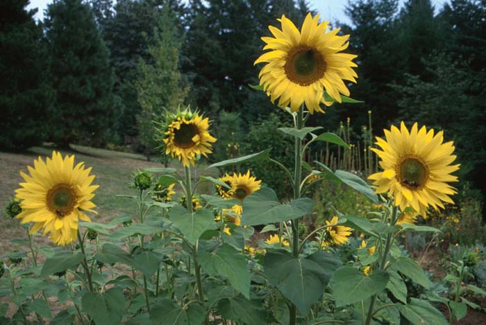 Plant photo of: Helianthus annuus