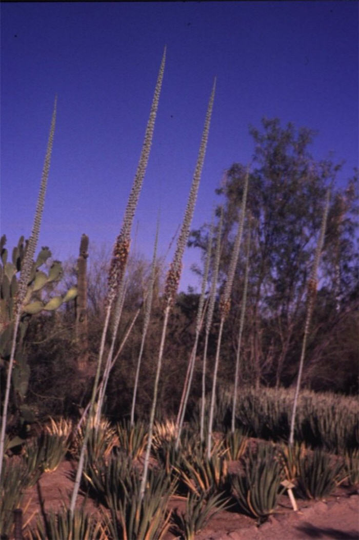 Plant photo of: Agave lechuguilla