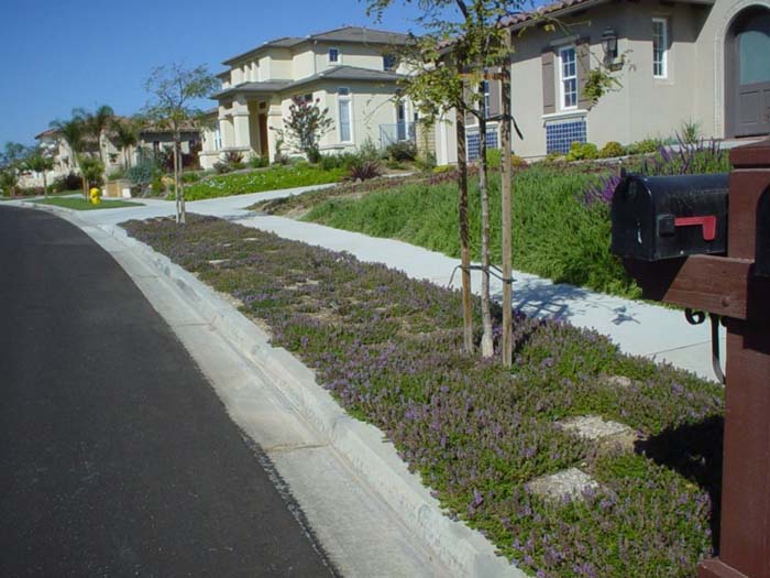 Plant photo of: Thymus praecox arcticus 'Purple Carpet'