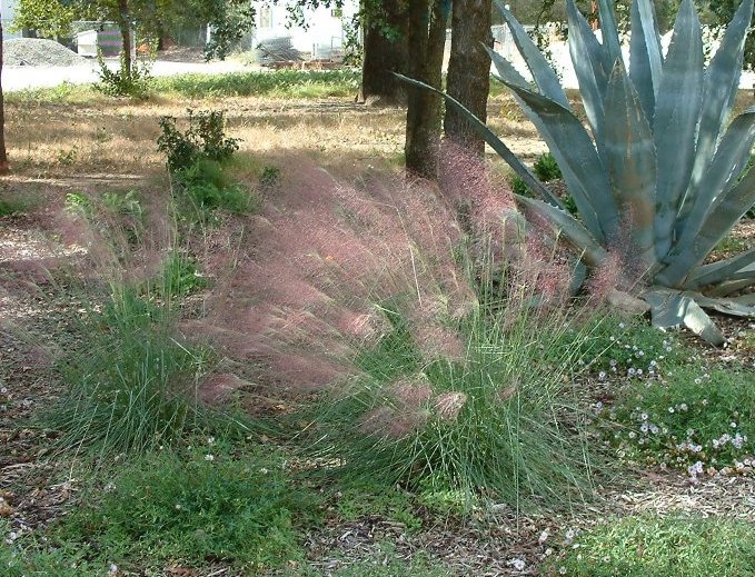 Plant photo of: Muhlenbergia capillaris