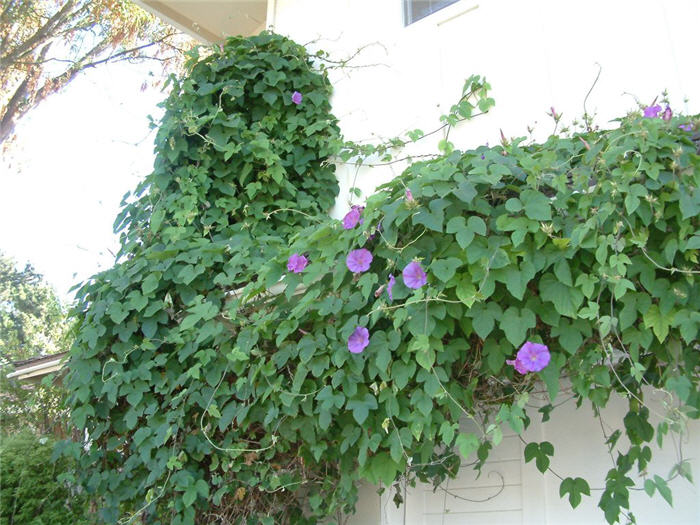 Plant photo of: Ipomoea purpurea