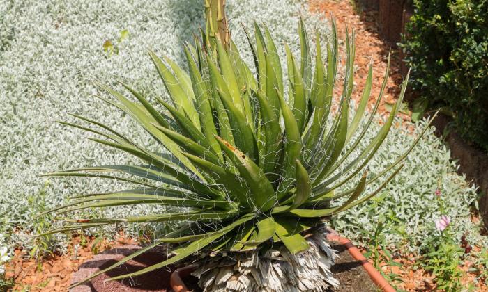 Plant photo of: Agave filifera