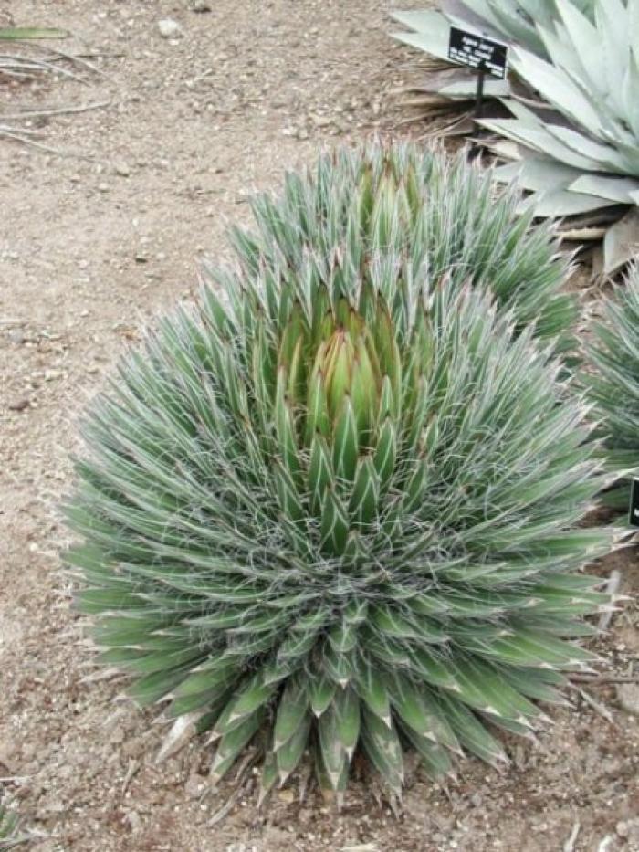 Plant photo of: Agave filifera