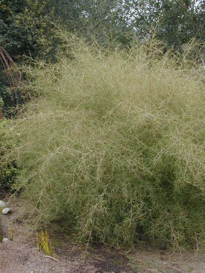 Plant photo of: Muhlenbergia dumosa