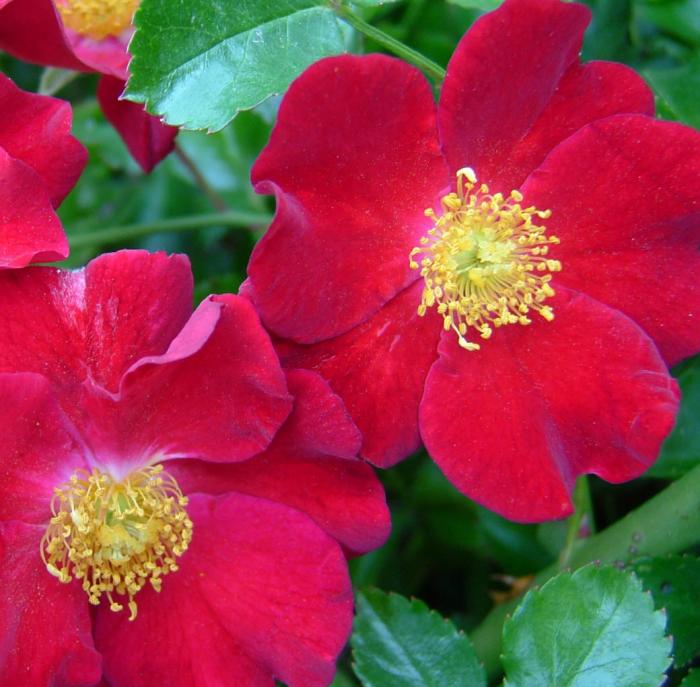 Plant photo of: Rosa Flower Carpet Red