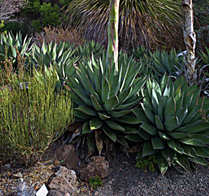 Plant photo of: Agave parryi ssp. parryi