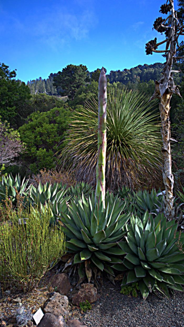 Plant photo of: Agave parryi ssp. parryi