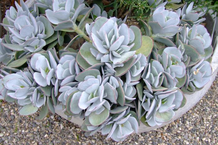 Plant photo of: Cotyledon orbiculata 'Cinderella'