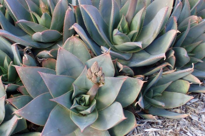 Plant photo of: Aloe striata 'Ghost Aloe'