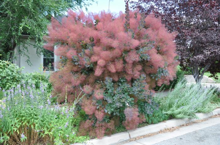 Plant photo of: Cotinus X 'Grace'