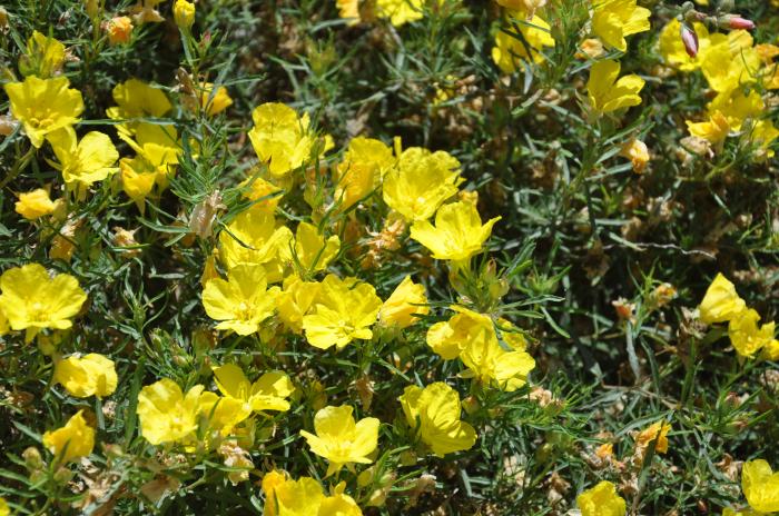 Plant photo of: Calylophus berlandieri