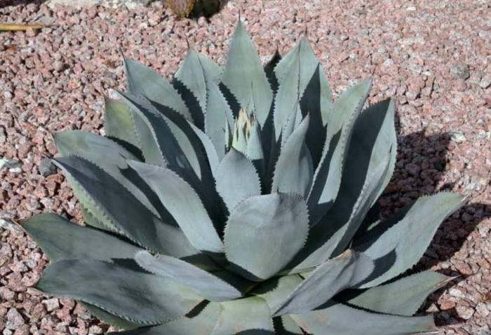 Plant photo of: Agave celsii 'Nova'