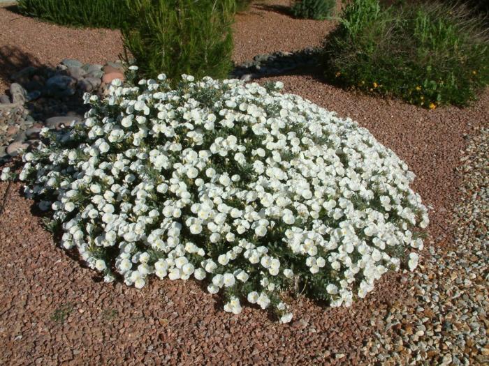 Plant photo of: Convolvulus cneorum