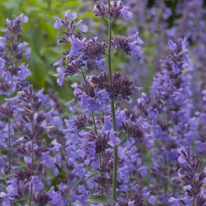 Plant photo of: Nepeta racemosa 'Walker's Low'