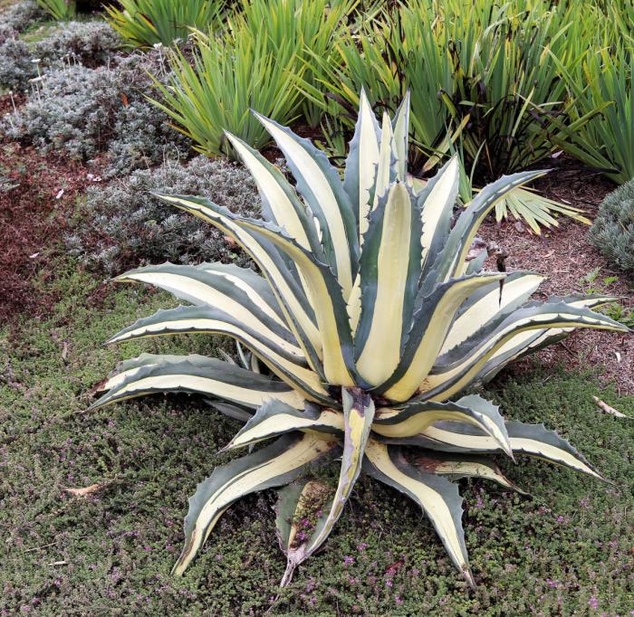 Plant photo of: Agave mediopicta