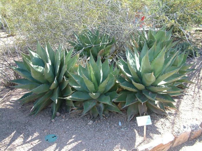 Plant photo of: Agave shawii