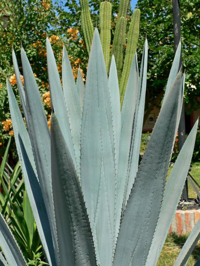 Plant photo of: Agave tequilana