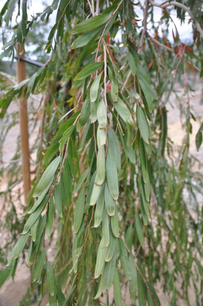 Plant photo of: Agonis flexuosa