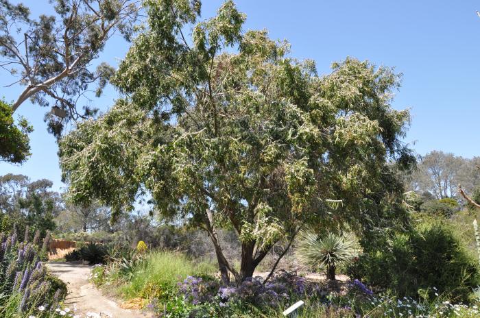 Plant photo of: Agonis flexuosa