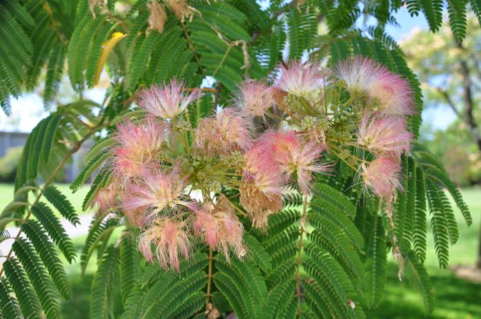 Plant photo of: Albizia julibrissin