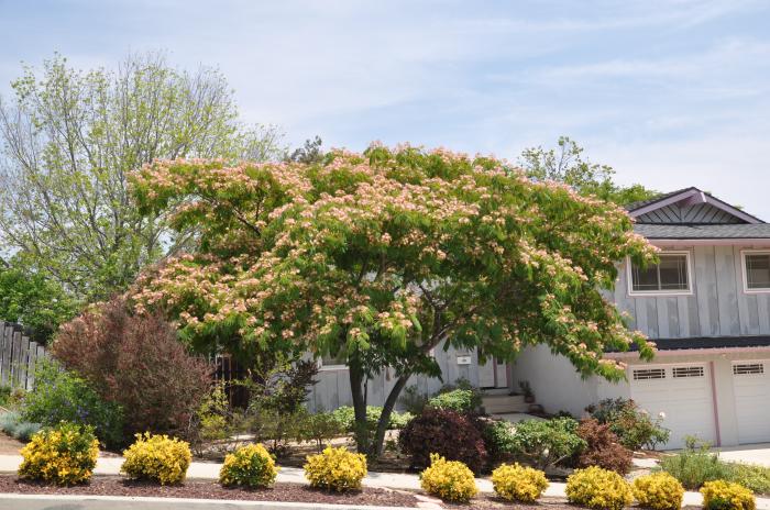 Plant photo of: Albizia julibrissin