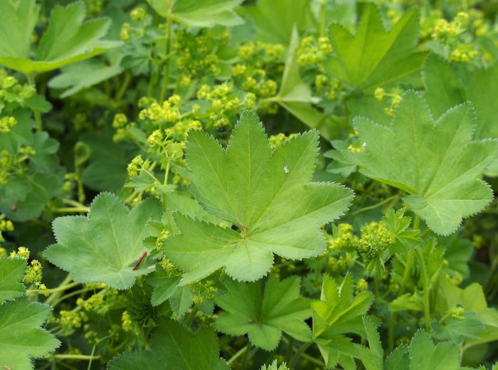 Plant photo of: Alchemilla mollis