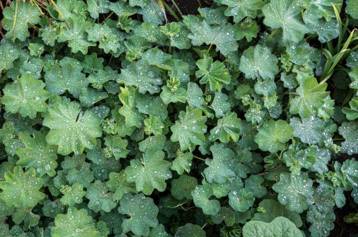 Plant photo of: Alchemilla mollis