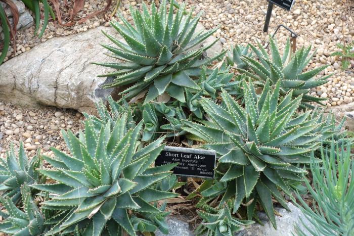 Plant photo of: Aloe brevifolia