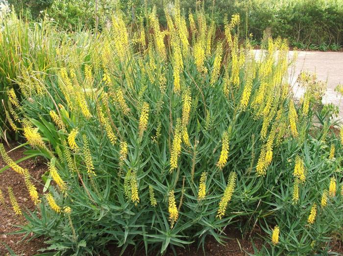 Plant photo of: Aloe tenuior