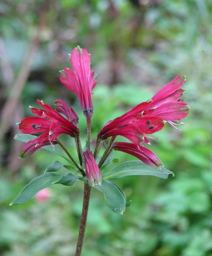 Plant photo of: Alstroemeria psittacina