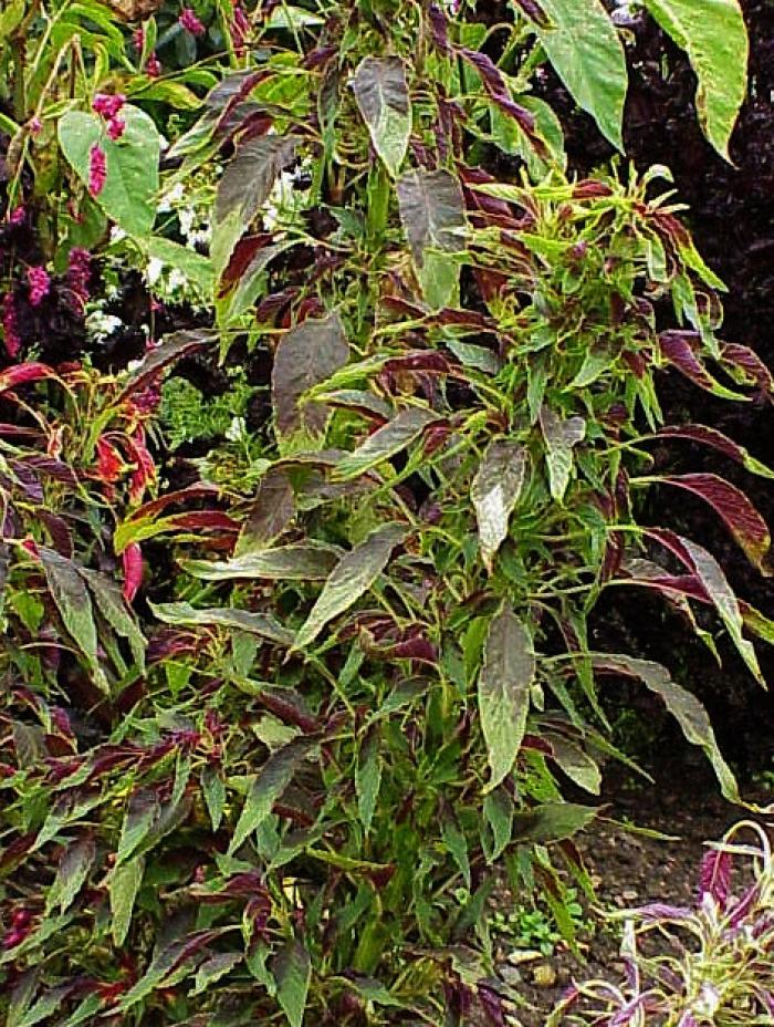 Plant photo of: Amaranthus tricolor