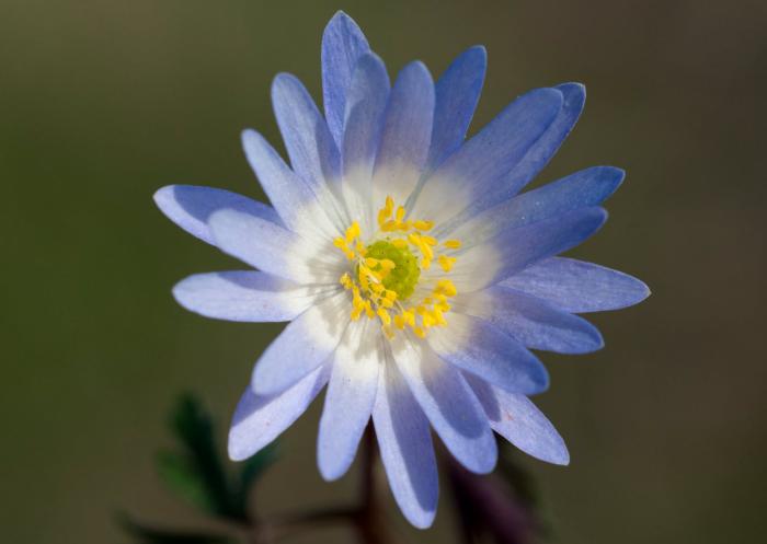 Plant photo of: Anemone blanda