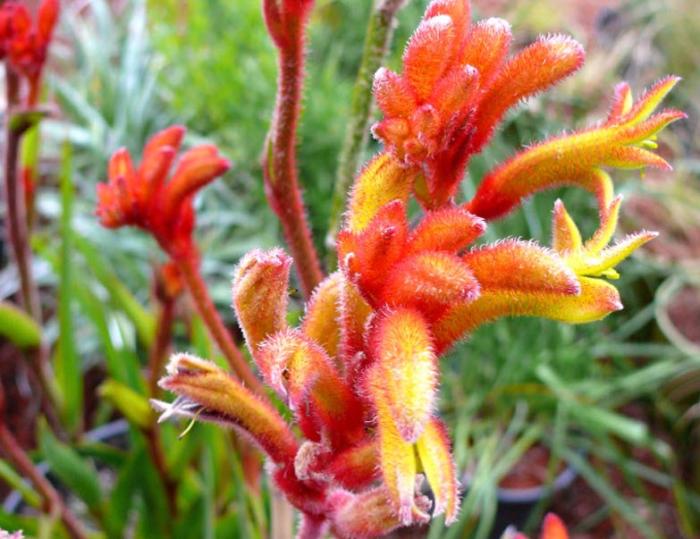 Plant photo of: Anigozanthos flavidus 'Bush Tango'