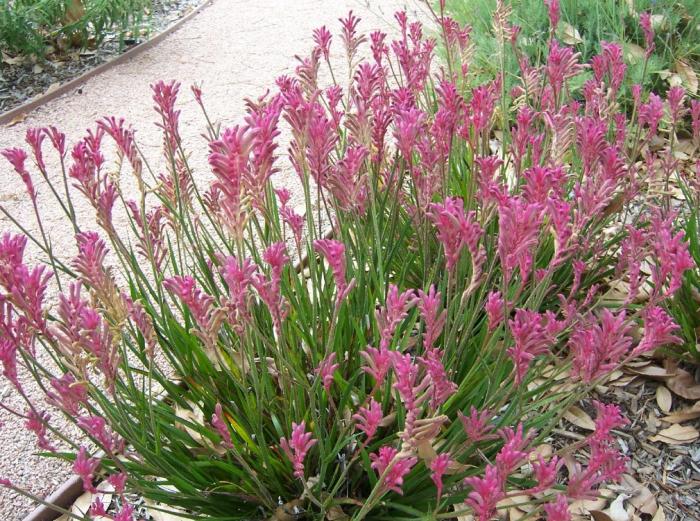 Plant photo of: Anigozanthos flavidus 'Coral Pink'