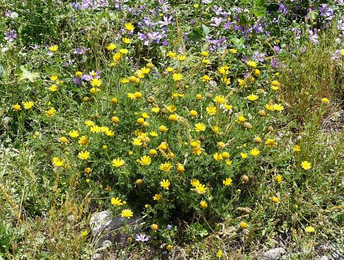 Plant photo of: Anthemis tinctoria