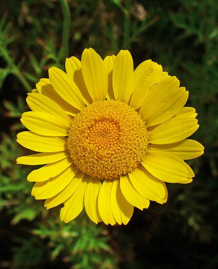 Plant photo of: Anthemis tinctoria