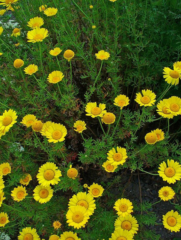 Plant photo of: Anthemis tinctoria