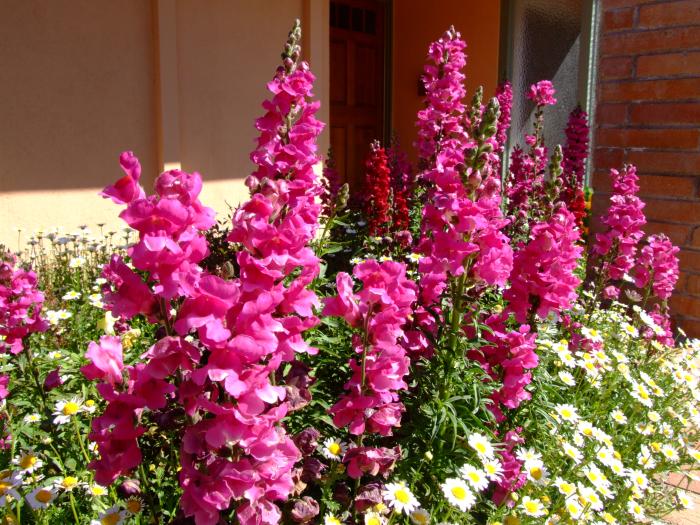 Plant photo of: Antirrhinum majus