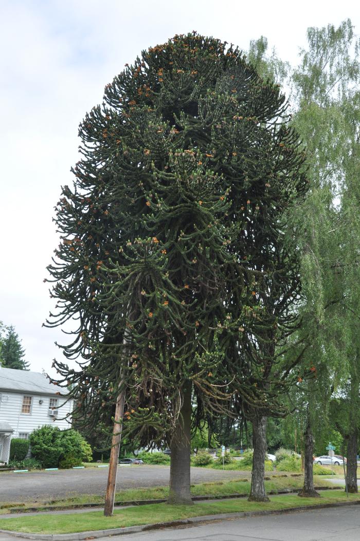 Plant photo of: Araucaria araucana