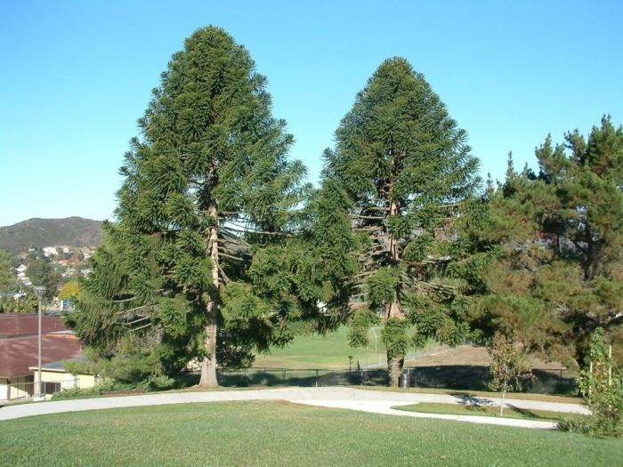 Plant photo of: Araucaria bidwillii