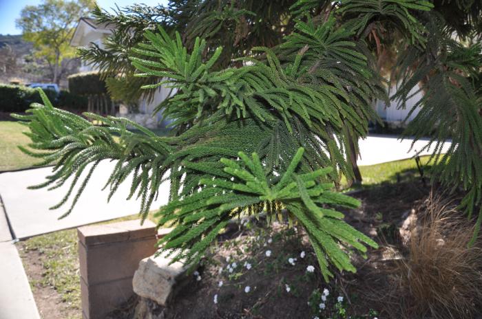 Plant photo of: Araucaria bidwillii