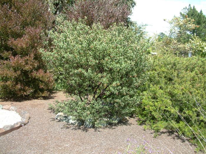 Plant photo of: Arctostaphylos bakeri 'Louis Edmunds'