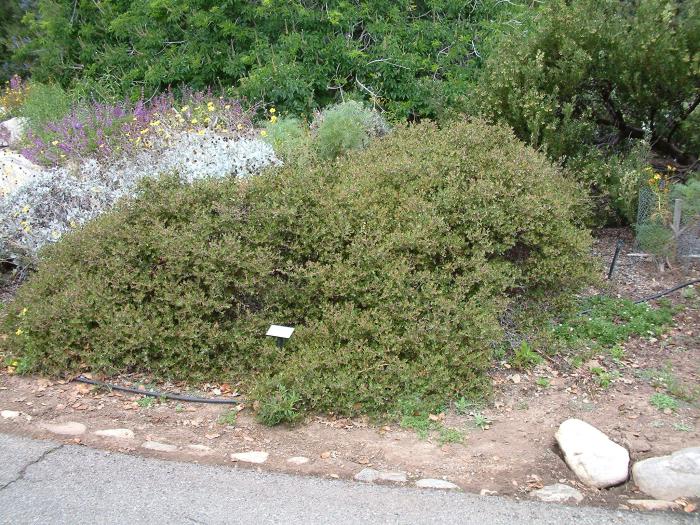 Plant photo of: Arctostaphylos hookeri 'Monterey Carpet'