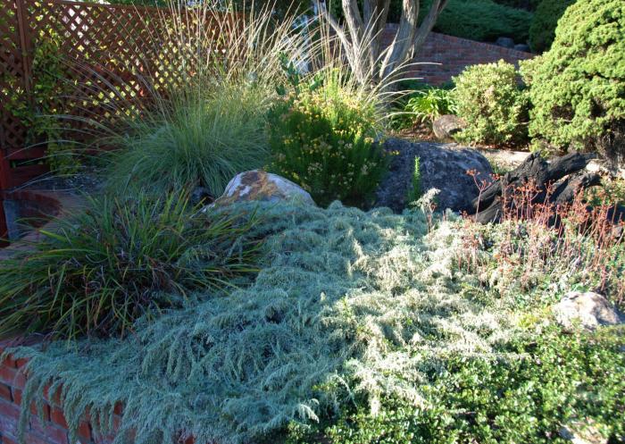 Plant photo of: Artemisia californica 'Canyon Gray'