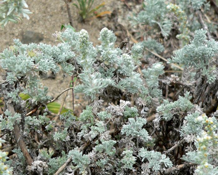 Plant photo of: Artemisia pycnocephala