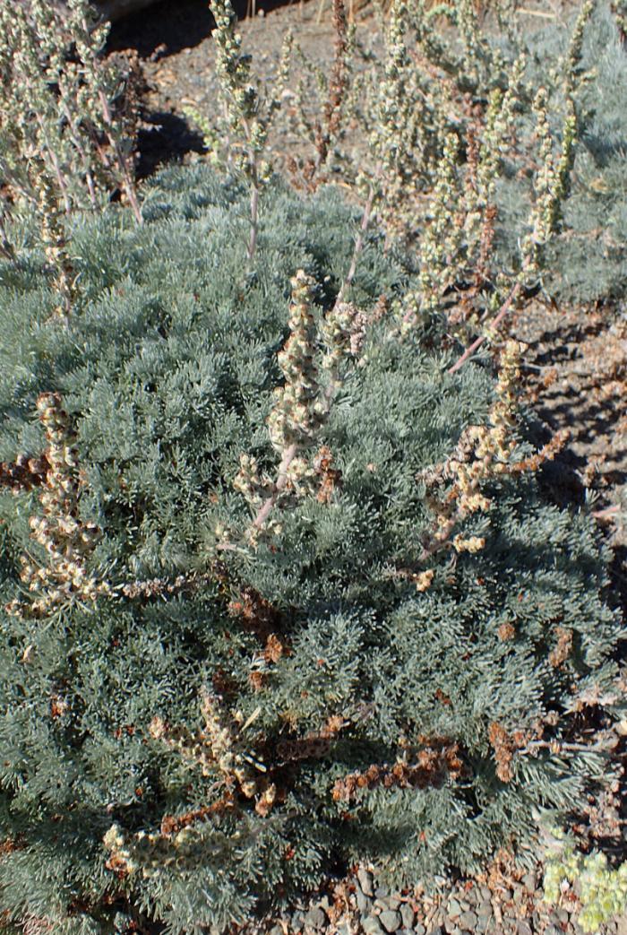 Plant photo of: Artemisia pycnocephala