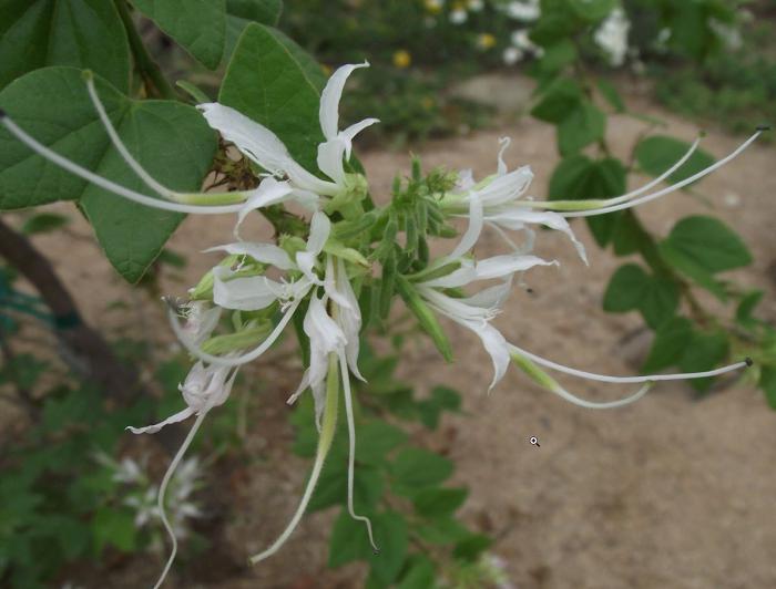 Plant photo of: Bauhinia mexicana