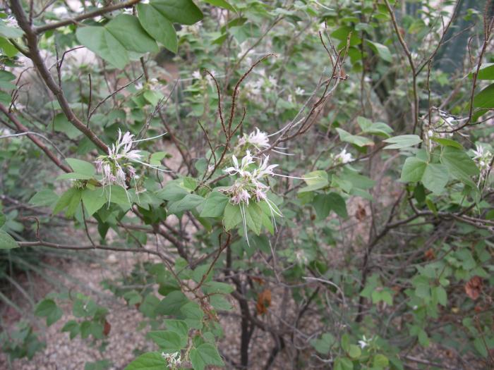 Plant photo of: Bauhinia mexicana